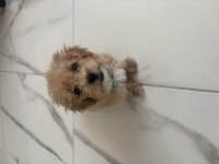 3 Aylık Erkek Maltipoo Cinsi