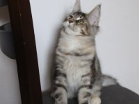 Şecereler ligi renkler gökkuşağı safkan maine coon