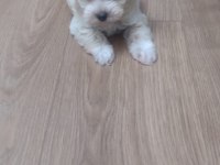 Sevimli Maltese Yavrusu