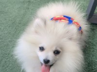 Pomeranian boo 3,5 aylık