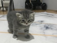 BRİTİSH SHORTHAİR YAVRULARIMIZ (açıklamayı okuyunuz)