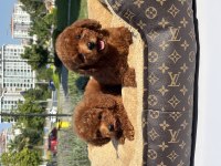 RED TOY POODLE BEBEKLER