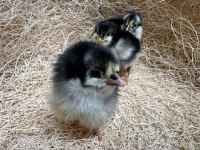 Civciv australorp