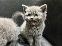 Şımarık british shorthair kızlarım