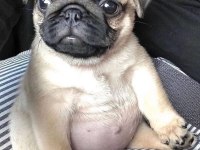 EV ORTAMINDAN SHOW KALİTE PUG MOPS YAVRULAR