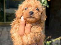 Maltipoo Şeker Mi Şekerler