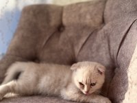 Oyuncu kedilerim 3 aylık scottish fold
