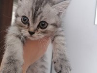 Yavru British Shorthair