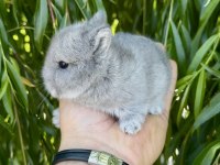 Hollanda cüce tavşanlar Netherland Dwarf