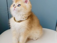 Scr Li Anne Babadan Golden Ny12 British Shorthair