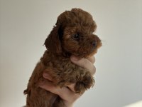 Kore toy poodle