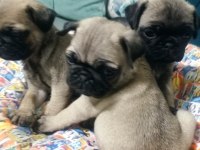 Pug mops yavrularımız