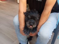 KÖPEĞİMİZİ EŞLEŞTİRMEK İSTİYORUZ