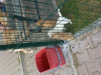 Ücretsiz Yavru Köpekler