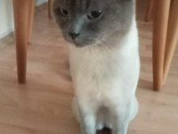 Blue point erkek 7 aylık british longhair
