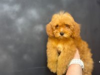 MALTİPOO YAVRULARIMIZ