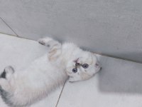Scottish fold kedimiz