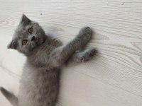 Oynak ve sağlıklı yavru kedimiz