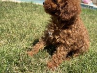 TOY POODLE YAVRUMUZ YENİ AİLESİNİ ARIYOR