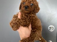 Toy poodle yavrularim orijinal ev üretimi