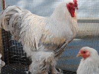 LAVENDER BRAHMA KULUÇKALIK YUMURTA & CİVCİV