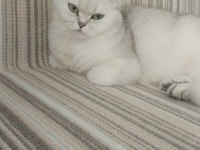 Ücretsiz sahiplendirme 15 aylık british shorthair