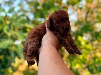 ANKARA NIN EN GÜZEL TOY POODLE YAVRULARI