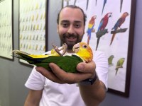 Caique Papağanı Full Eği̇ti̇mli̇ Evci̇l Konuşan