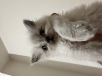 Mavi gözlü british longhair
