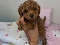 Anne maltipoo baba toy poodle köpeğimiz