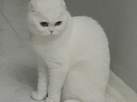 Acil dişi scottish fold