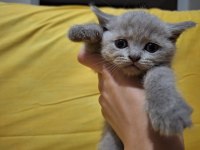 Safkan british shorthair yavruları