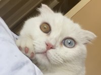 Ücretsiz scottish fold Eyes 3,5 yaş