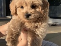 Ayıcık suratlı maltipoo