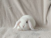 Beyaz mavi gözlü miniatür yavrumuz dişi tavşan