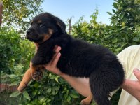 Antalya rottweiler