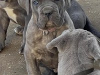 Cane Corso Yavrular Güvenin Ve Kalitenin Tek Adresi