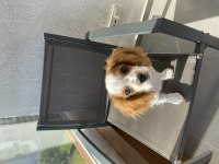Aşıları tam çipli 5 aylık cavalier king charles