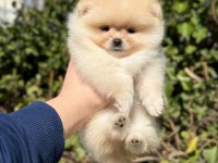 2 aylık oyuncu pomeranian
