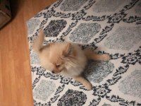 9 Aylık Erkek Yavru Pomeranian İlk Aşı Yapıldı