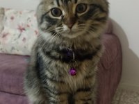 Scottish fold 2.5 aylık