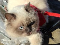 British Blue Point Longhair