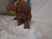 Acele Edene Dişi ve Erkek Toy Poodle Yavrular
