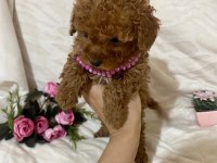 Cici kızımız toy poodle