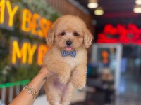 Hep küçük kalmasını isteyenler için poodle