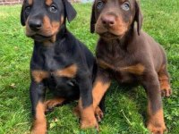 Doberman bebeklerimiz estetikli