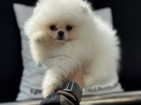 Ankarada Ziyarete Açık Tedy Face Pomeranian