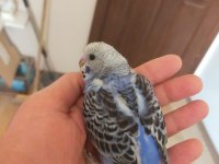 25 günlük civarı iri boy yavru muhabbet kuşları