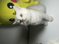 Safkan British Shorthair dişi Yavru