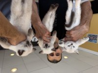 Top kafa Scottish fold yavrular Ankara mağazamızda 